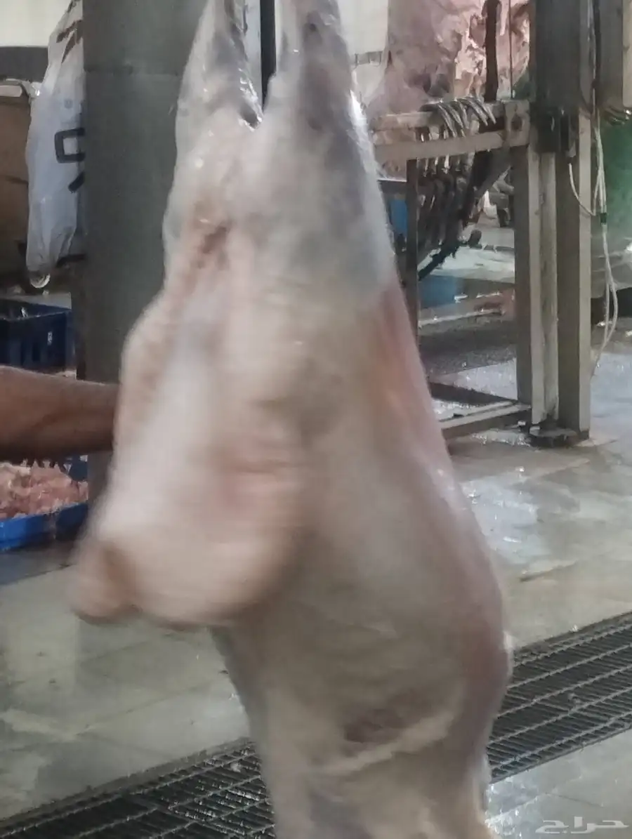 ذبائح ابوخالدالشاوي 2
