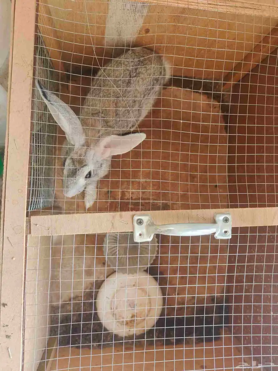 Rabbit 3