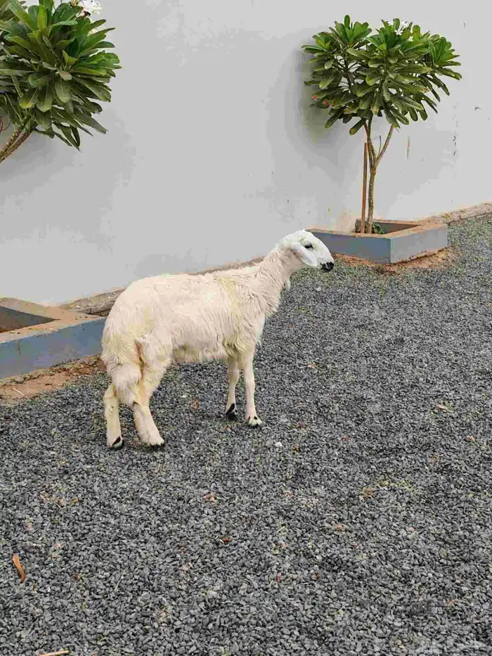 رخل حرشا ( تم البيييع ) 1