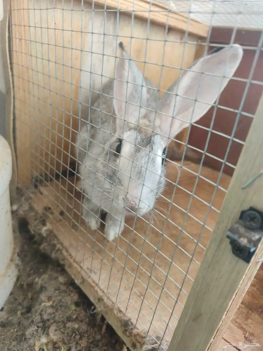 Rabbit 1