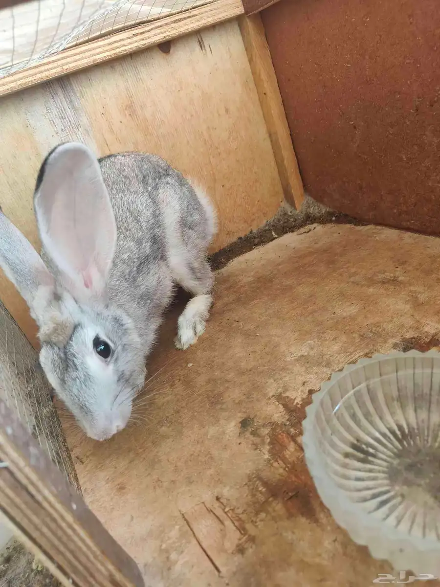 Rabbit 4