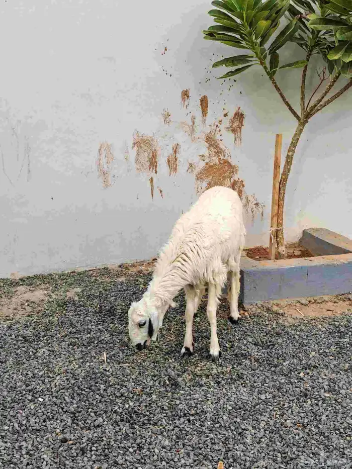 رخل حرشا ( تم البيييع ) 0