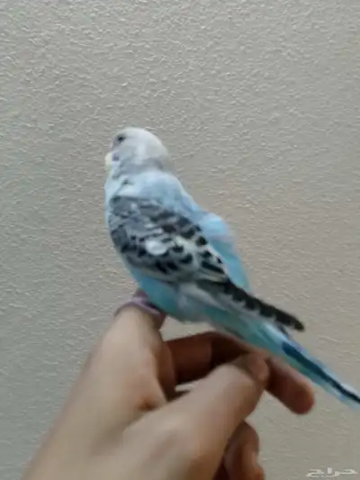 زوج البادجي هدد داخلي ونشبه 4