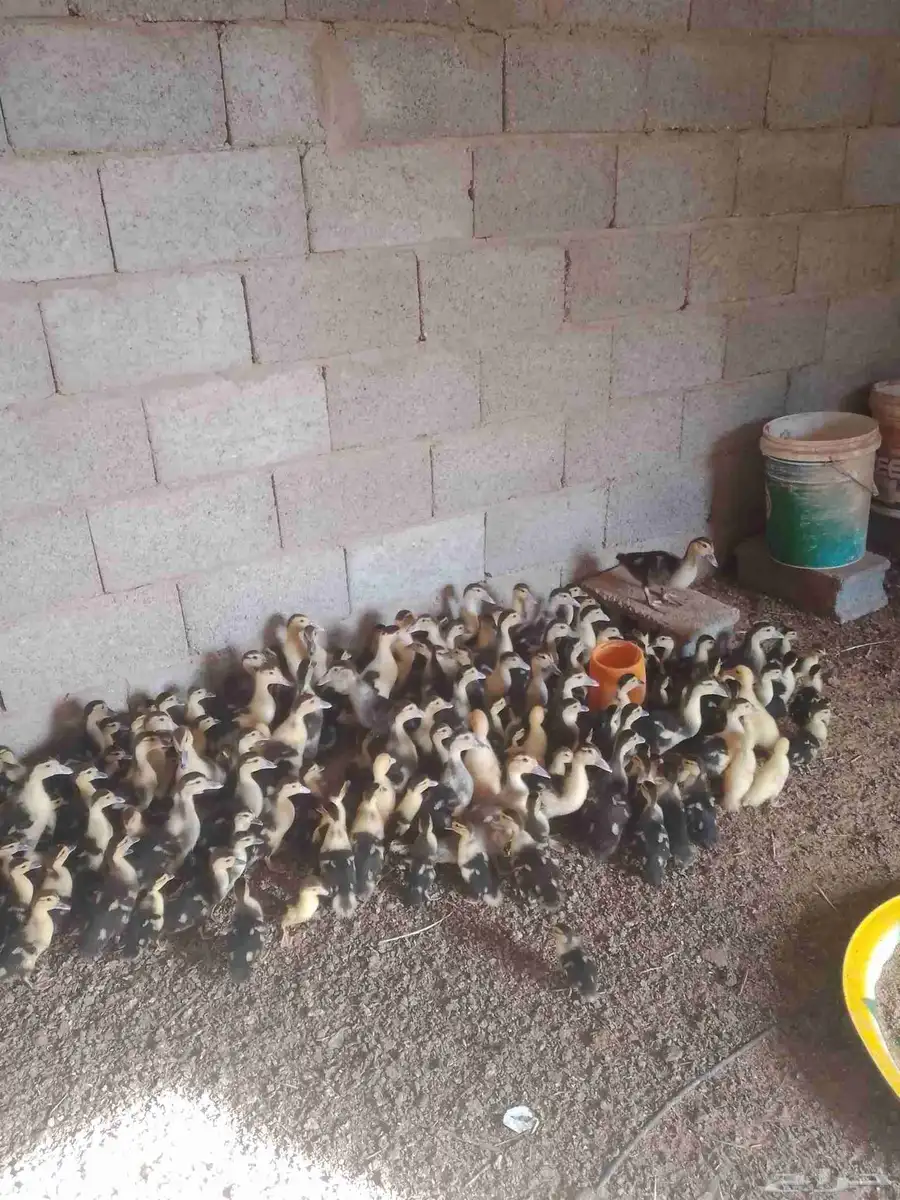 بط مصرى لبيع الصحه شرط 0