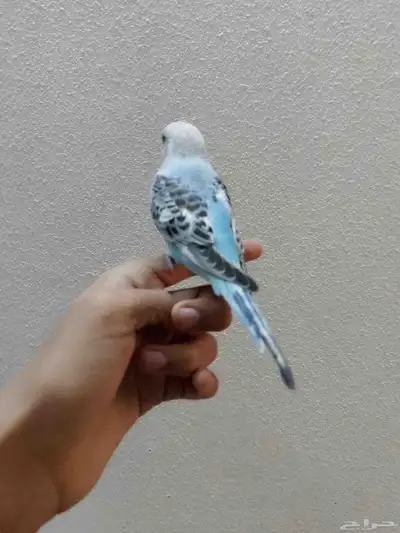 زوج البادجي هدد داخلي ونشبه 2