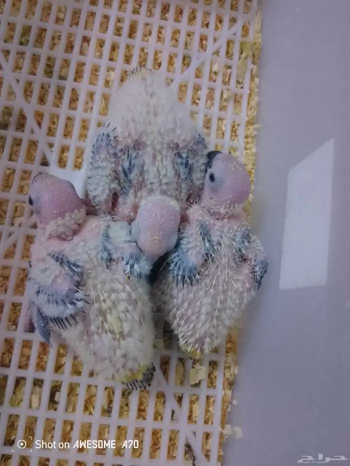 ( تم البيع )فروخ صن كنيور شمسي فاخر( تم البيع ) 0