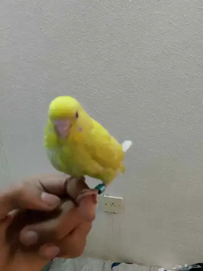 زوج البادجي هدد داخلي ونشبه 1
