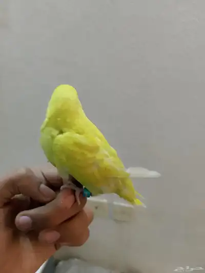 زوج البادجي هدد داخلي ونشبه 0