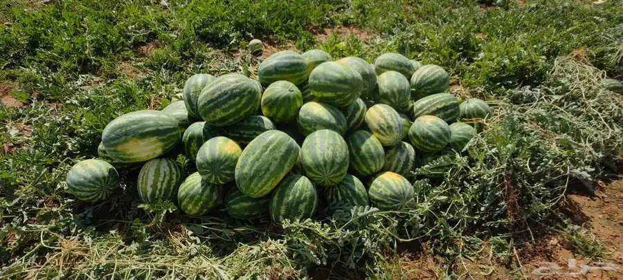 حبحب الجوف بسيطا 2