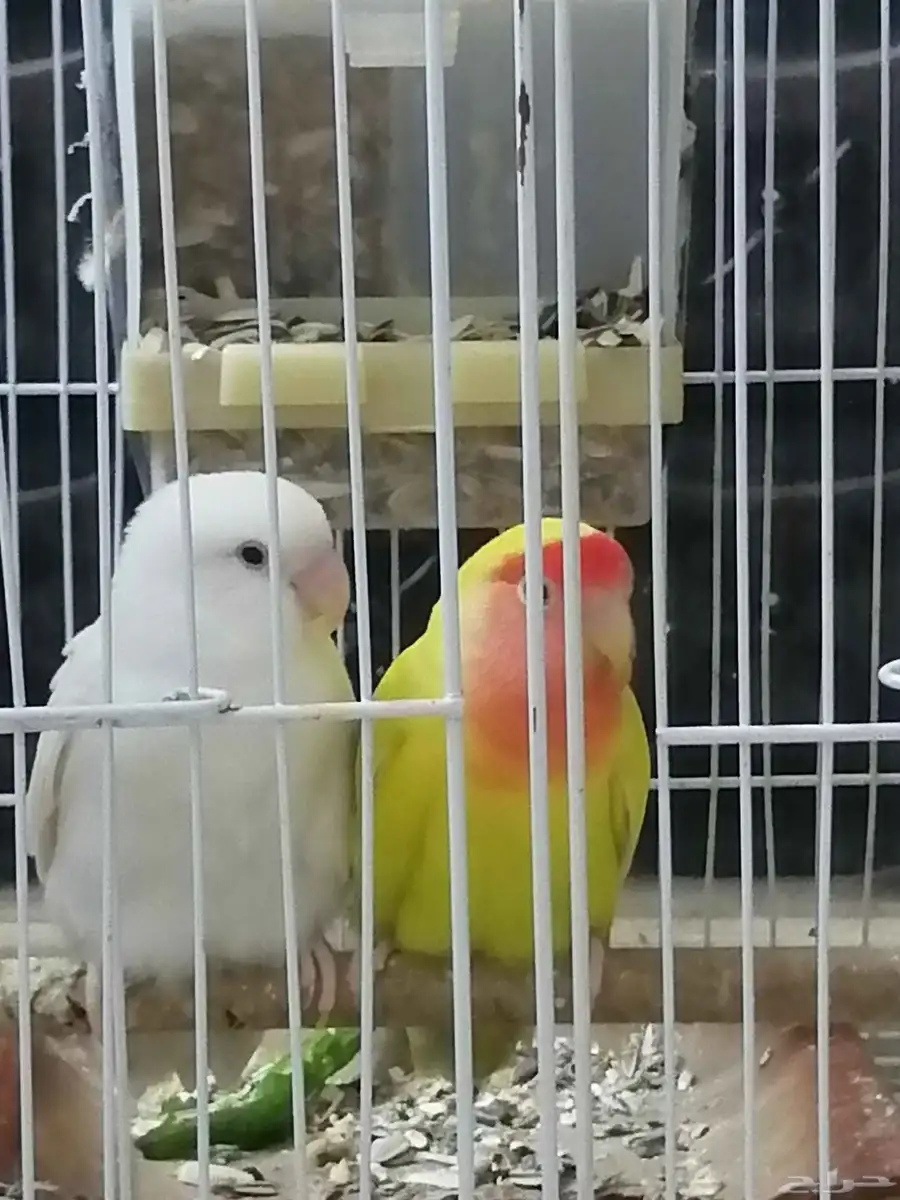 زوج روز 3