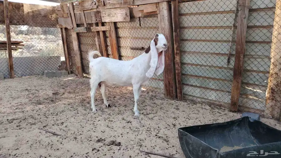عنز خصم 0