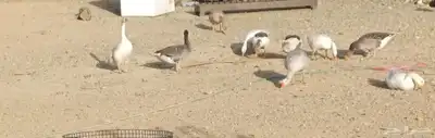 وز للبيع 7