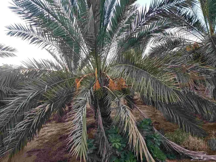 ثمرة تمر نخيل نخل سكري للبيع 19
