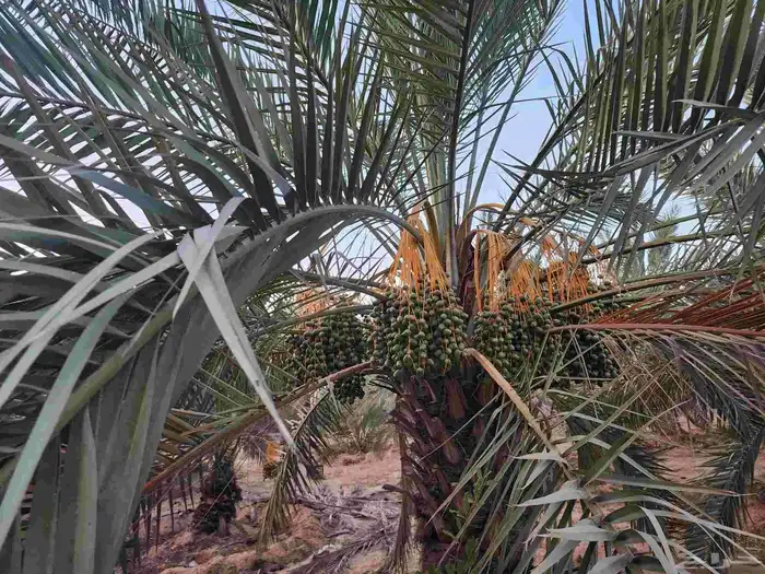 ثمرة تمر نخيل نخل سكري للبيع 20