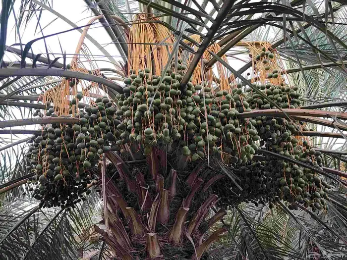 ثمرة تمر نخيل نخل سكري للبيع 17