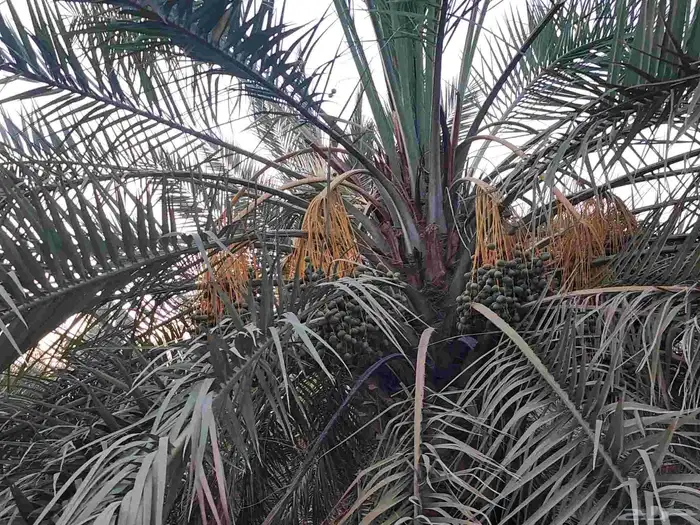 ثمرة تمر نخيل نخل سكري للبيع 18