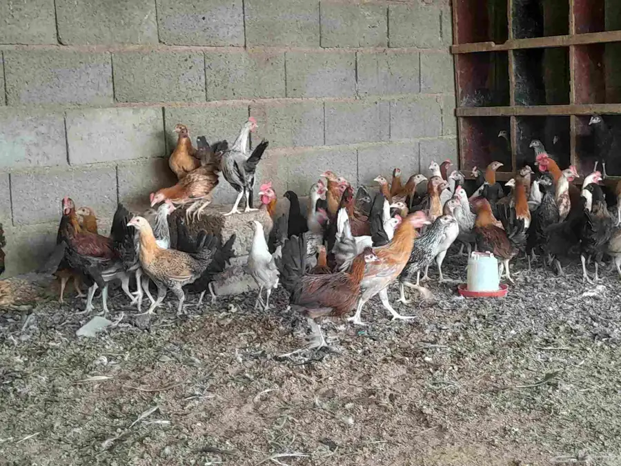 دجاج بلدي في المجمعه 2