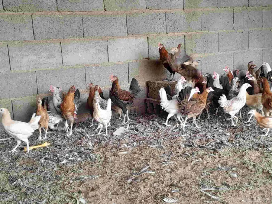 دجاج بلدي في المجمعه 4