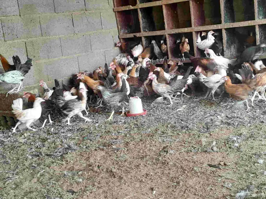 دجاج بلدي في المجمعه 7