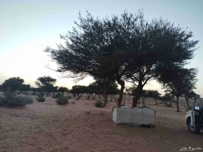 عسل طلح وسدر بري انتاج مناحلنا 1447 3