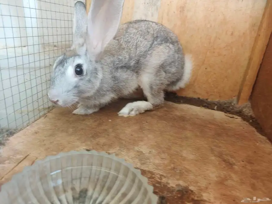 Rabbit 2