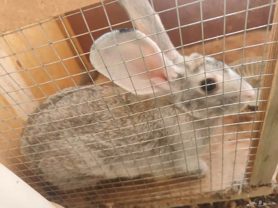 Rabbit 0