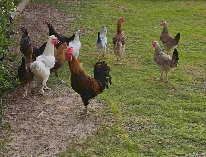 للبيع دجاج 0
