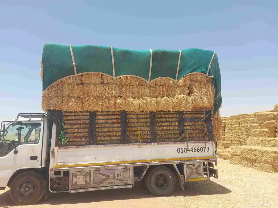 موجودتيبن شدممتاز 2