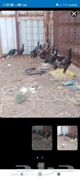 دجاج باكستاني 6