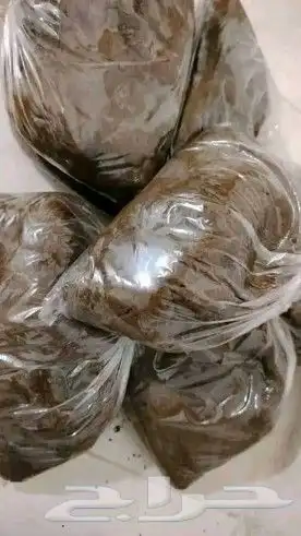 دلكه سودانيه ممتازه من السودان 0