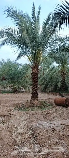 ابوناصر لتوريد جميع انواع النخيل العربي وواشنطن 8