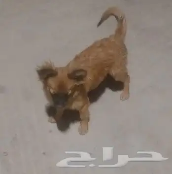 كلب للبيع انثى نشيطه مرحه تحب اللعب 2