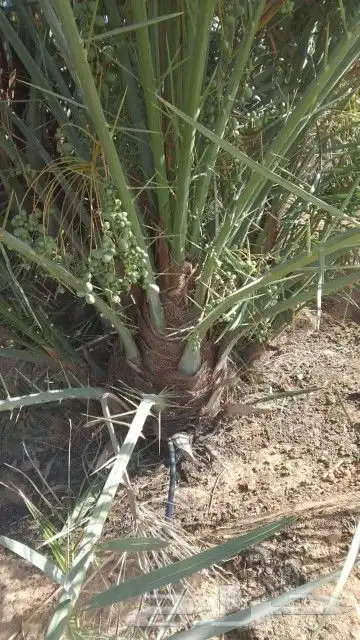 نخيل للبيع 1