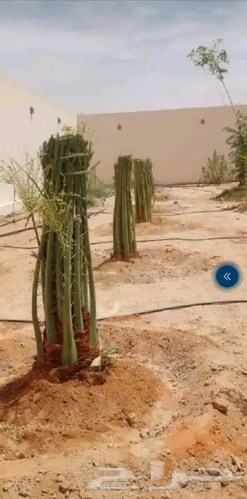 جميع انواع النخيل 7