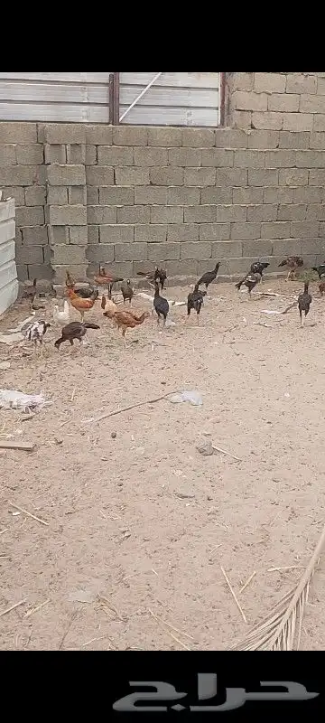 دجاج باكستاني 2