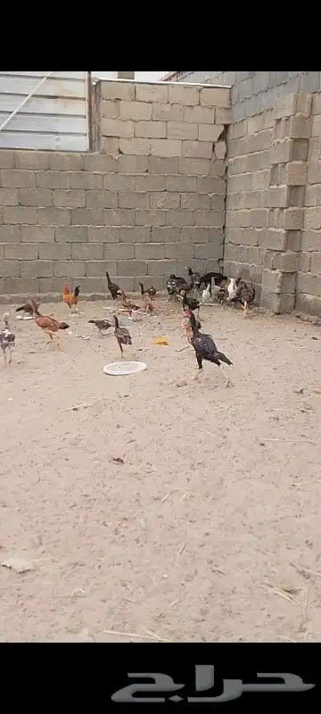 دجاج باكستاني 11