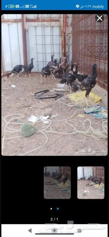 دجاج باكستاني 7