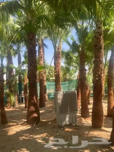نخيل واشنطونيا ملكي للبيغ مع الضمان 7