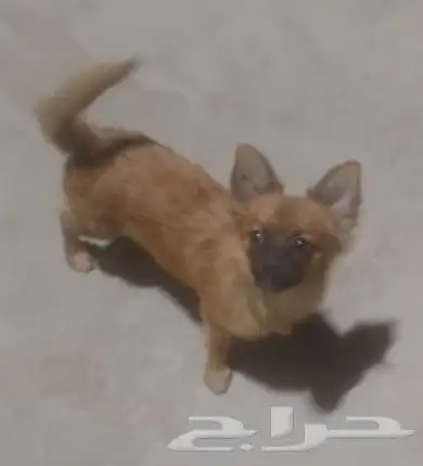 كلب للبيع انثى نشيطه مرحه تحب اللعب 1
