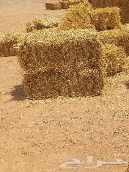 تبن تلبينه تانيه في طبرجل علي أرضه 9 ريال 2