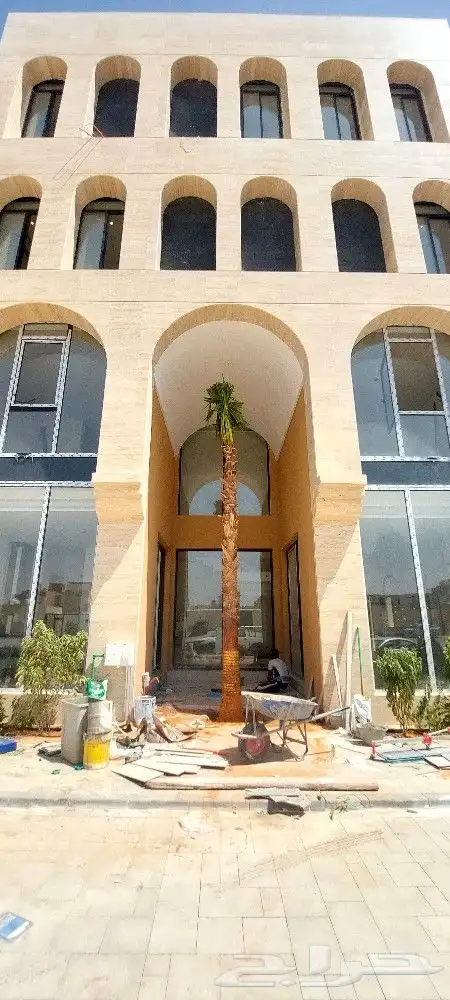 نخيل واشنطونيا ملكي للبيغ مع الضمان 2