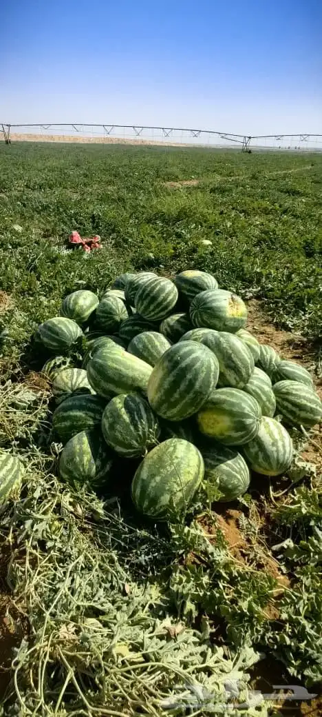 حبحب الجوف بسيطا 1