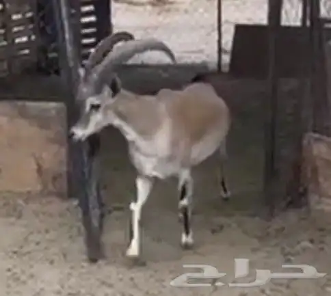 وعل 2
