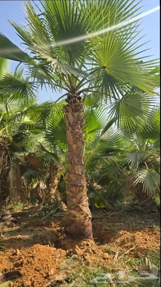 نخيل واشنطونيا ملكي للبيغ مع الضمان 8