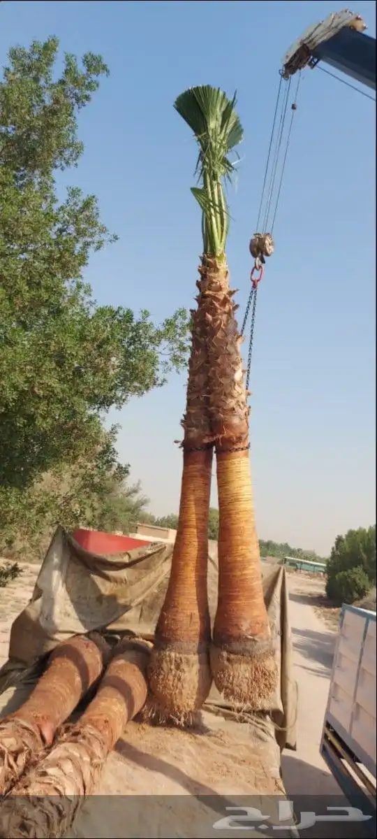 نخيل واشنطونيا ملكي للبيغ مع الضمان 3