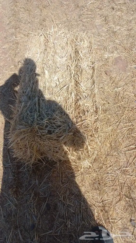 تبن تلبينه تانيه في طبرجل علي أرضه 9 ريال 1
