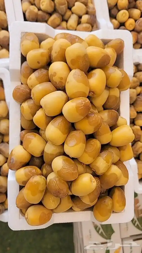 خلاص الوادي روثانه المدينة عجوه المدينة برني 5