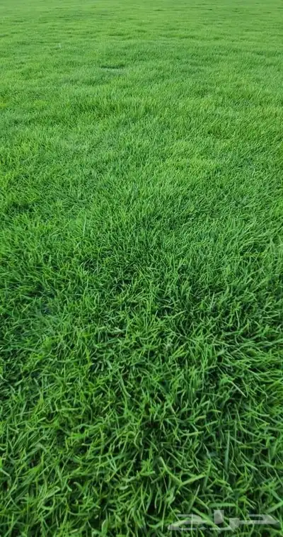 ثيل C2000 إنجيلة 7
