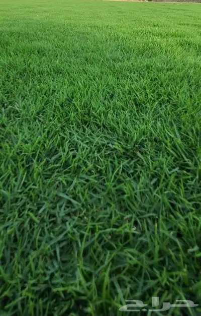 ثيل C2000 إنجيلة 6