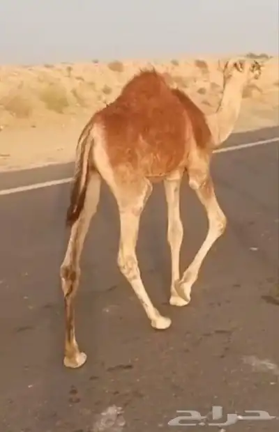 قعدان لبيع العنوان بيش 0